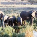 TZA MAR SerengetiNP 2016DEC23 Seronera 018 : 2016, 2016 - African Adventures, Africa, Date, December, Eastern, Mara, Month, Places, Serengeti National Park, Seronera, Tanzania, Trips, Year